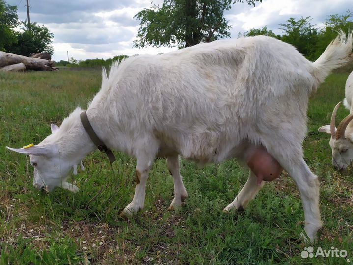 Козы и козёл