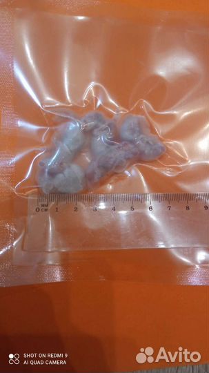 Кормовые мыши и крысы. Цыплята