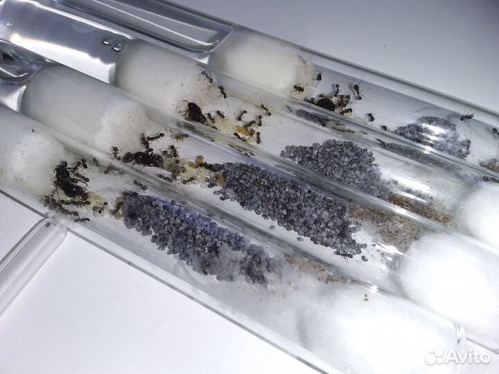 Муравьи жнецы (Messor Structor)