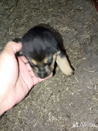 Щенки овчарки