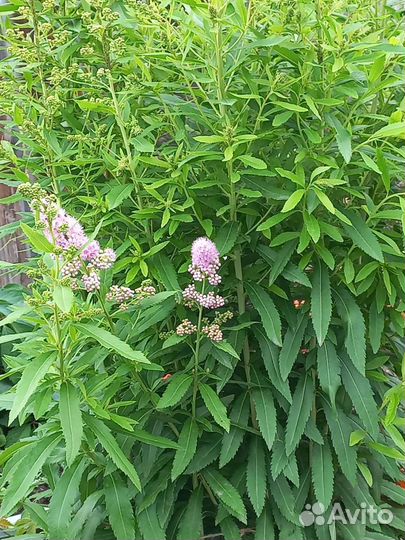 Спирея иволистная