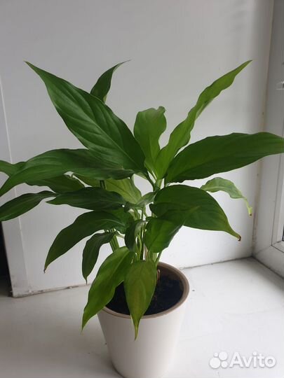 Спатифиллум