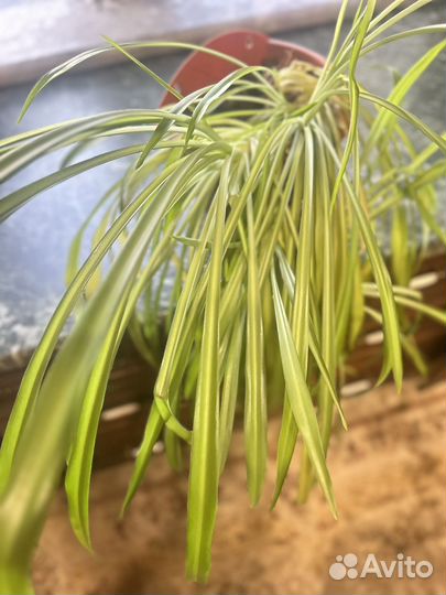 Хлорофитум