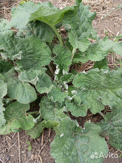 Сок лопуха (репейника)