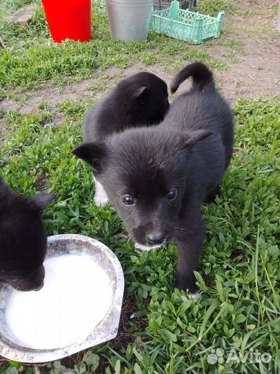 Щенки в дар