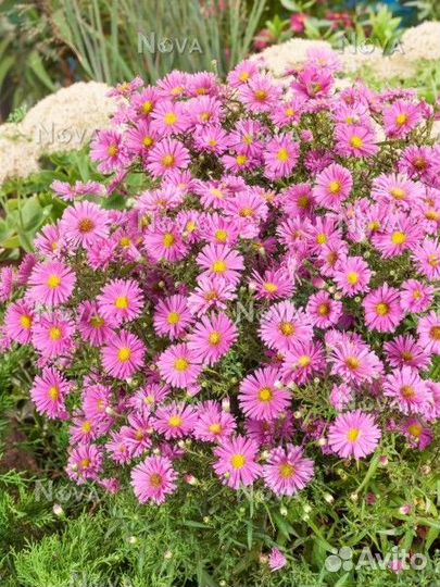 Астра кустарниковая Peter Harrison Саженцы, Рассад