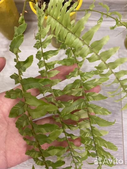 Папоротники