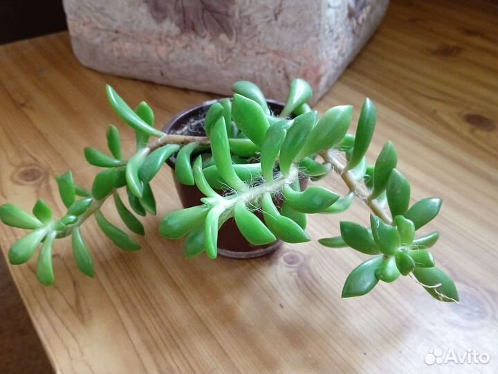 Крестовник роули, очиток Моргана и др