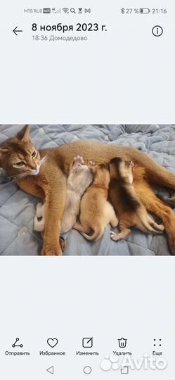 Абиссинская