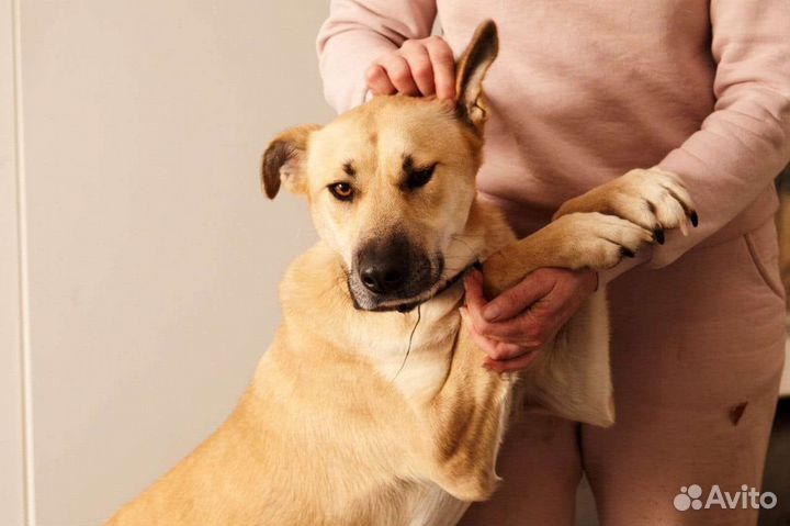 Собака в добрые руки Гаечка