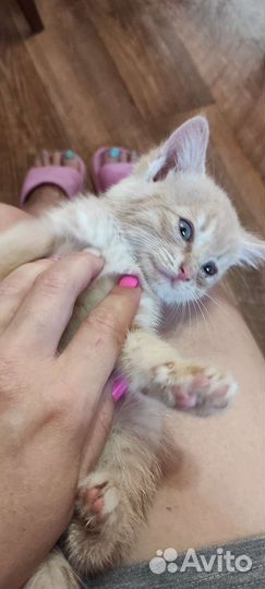 Рыжий котёнок в добрые руки