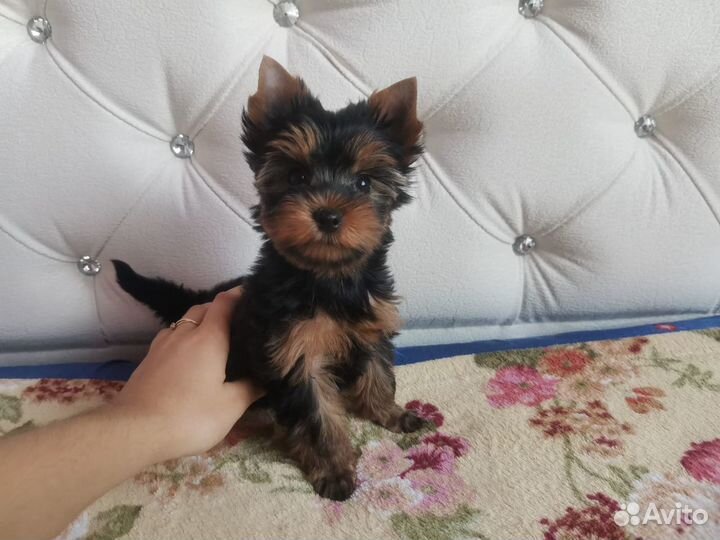 Замечательные йорики