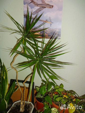 Драцена пальма д�омашние растения