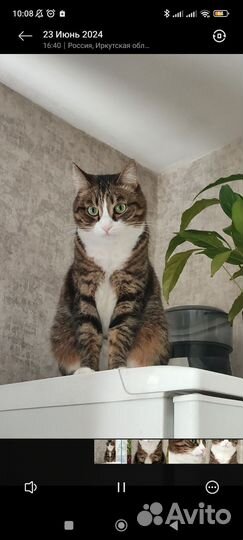 Кот в добрые руки