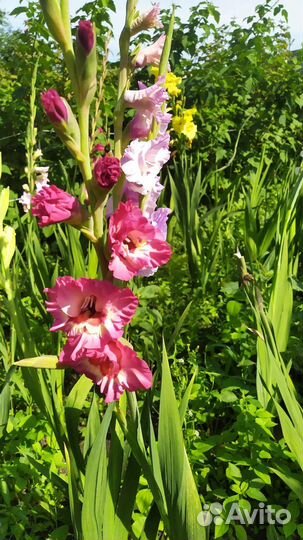 Цветы на срезку