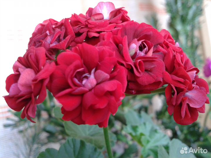 Герань махровая красная - отщипну бесплатно