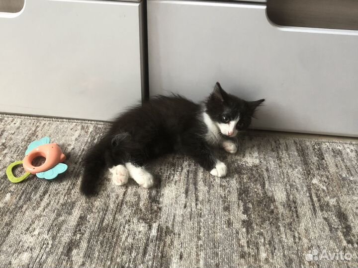 Котенок, котик