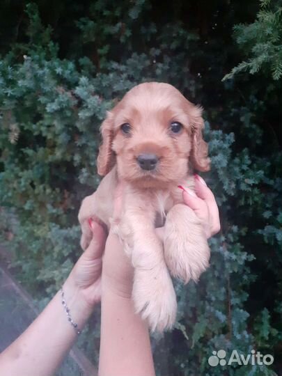 Кокер спаниель