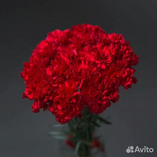 Цветы гвоздики красные