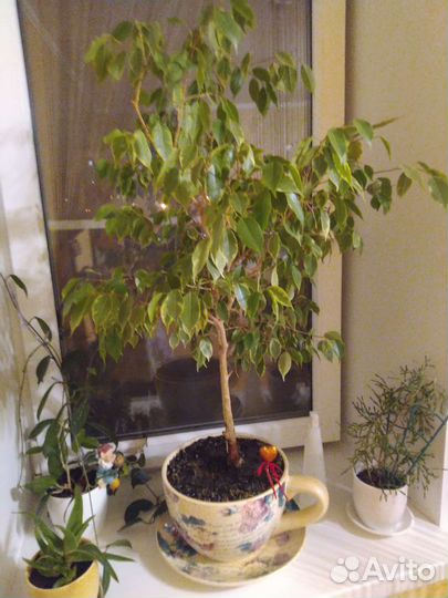 Фикус бенджамина пестролистный