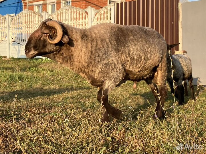 Овцы бараны