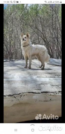 Собачий пух