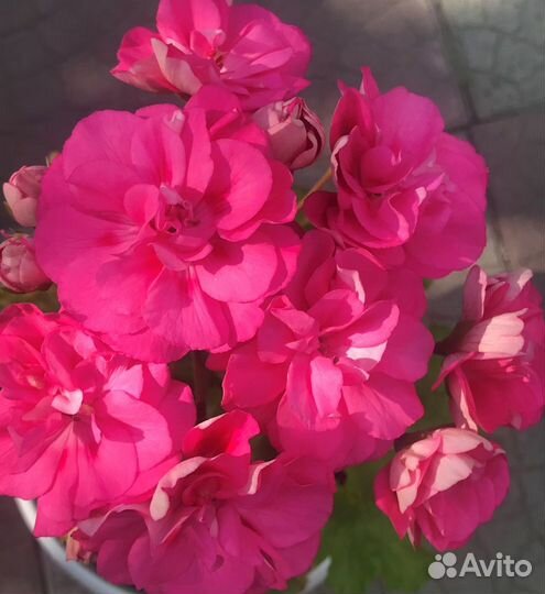 Сортовые пеларгонии