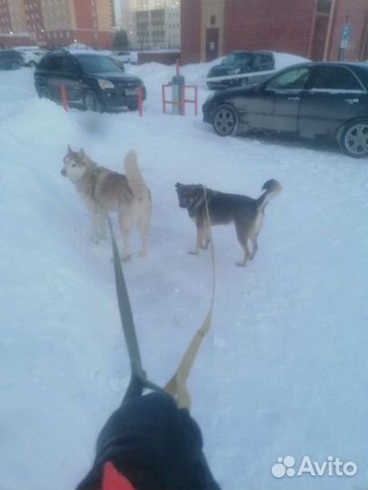 Зоотакси догситтер выгульщик собак