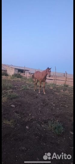 Жеребец полукровка