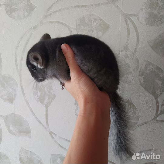 Шиншилла 3 месяца