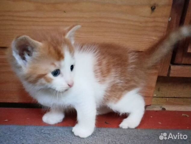 Котята в добрые руки купить в Кудрово | Животные и зоотовары | Авито