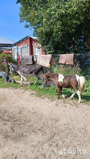 Шетлендский пони