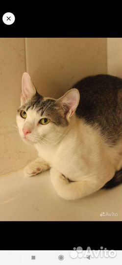 Котенок в дар