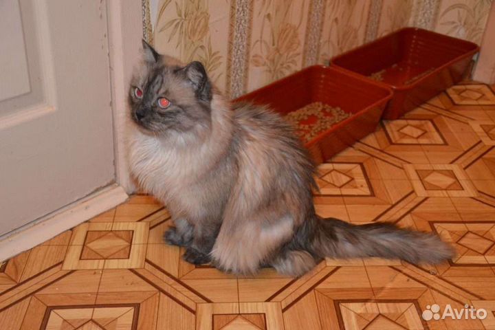 Сеймур ищет дом