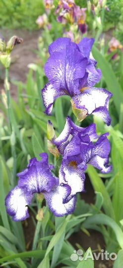 Ирисы бородатые сортовые