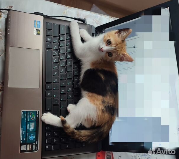 Котенок. Приучена к лотку. Привезем