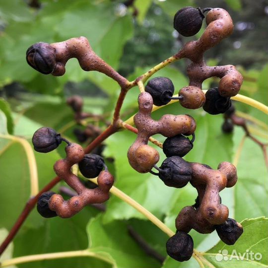 Конфетное дерево (говения сладкая), семена