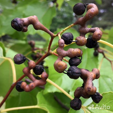 Конфетное дерево (говения сладкая), семена