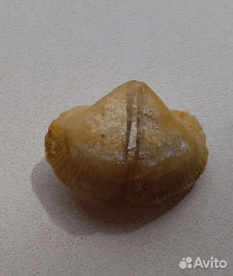 Брахиоподы, окаменелости