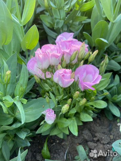 Рассада Эустомы на весну 2024 г