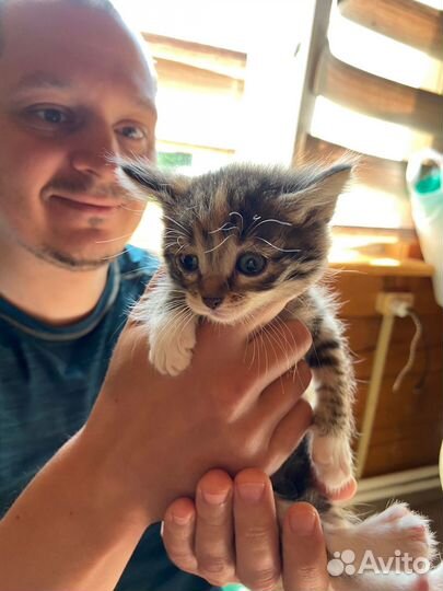 Трёхцветный котёнок бесплатно