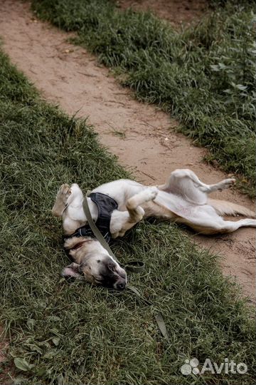 Небольшая собака из приюта ищет семью