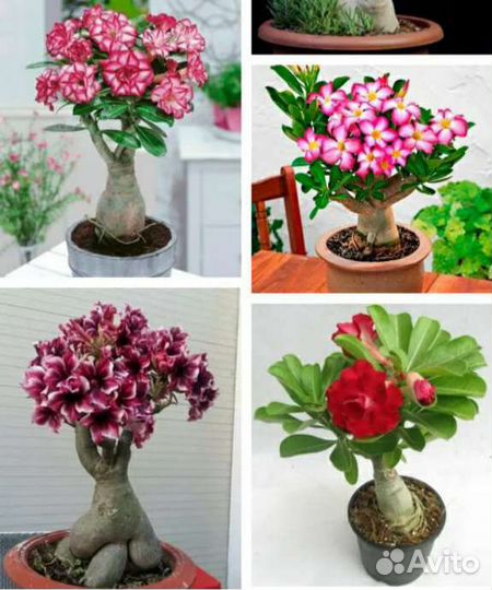 Семена адениума