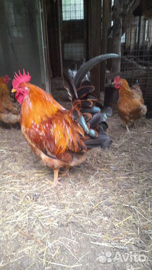 Продаются петухи порода кучинская, цыплята 7дн