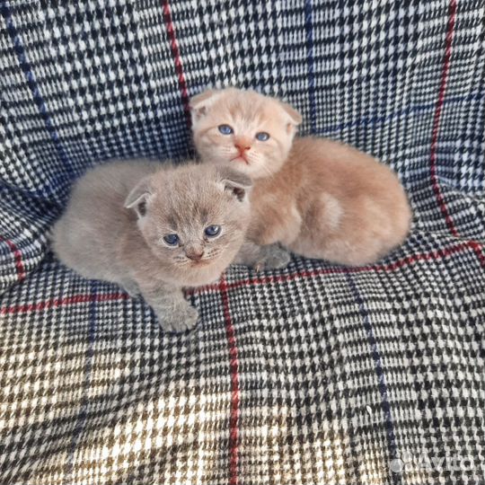 Шотландские малыши