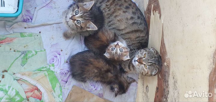 Домашние животные кошки