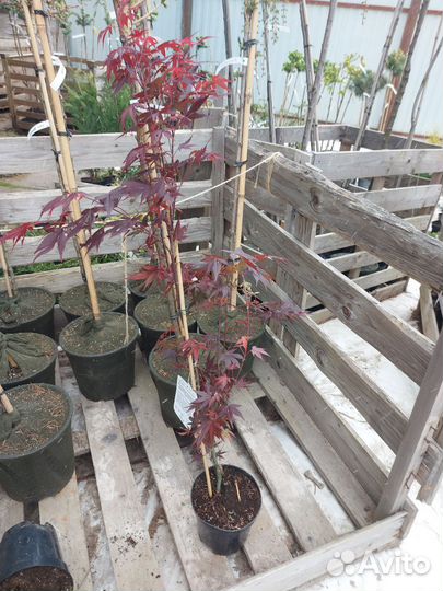 Клен веерный 