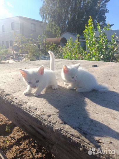 Котята обычные бесплатно