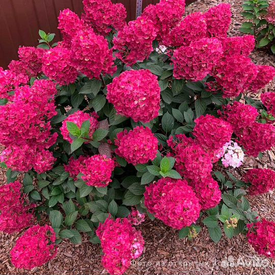 Гортензия Самарская Лидия