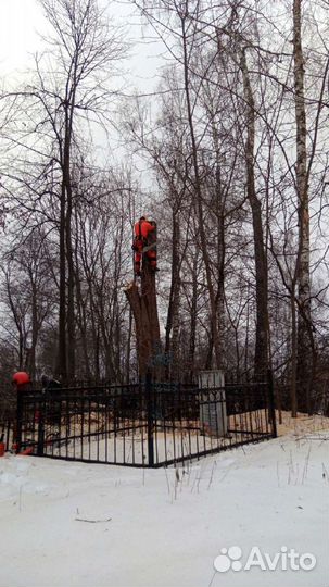 Спил деревьев